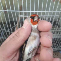 فروش سهره های رسمی مست کرمانی|پرنده|صفادشت, |دیوار