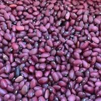 قرمز بوجاری  بذری