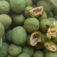 گردو سبز بروجرد کاغذی درجه ۱ بشرط