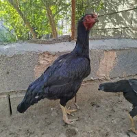 مرغ خروس|حیوانات مزرعه|میناب, |دیوار