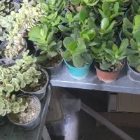 کاکتوس به قیمت عمده|گل و گیاه طبیعی|سیرجان, |دیوار