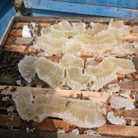 عسل خودبافت کوه های میناب