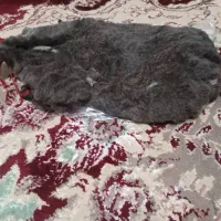 خیگ روغن .۴.۵کیلو