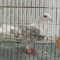 کبوتر پشت گراف ماده کفتر|پرنده|مشهد, شهید فرامرز عباسی|دیوار