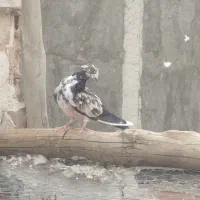 جوجه غریب|پرنده|خوی, |دیوار