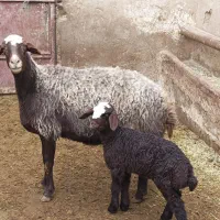 میش و بره جوان|حیوانات مزرعه|فامنین, |دیوار