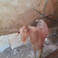 کره مهریز|حیوانات مزرعه|مهریز, |دیوار