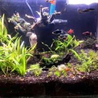 اکواریوم گیاه پلنت|ماهی|ملایر, |دیوار