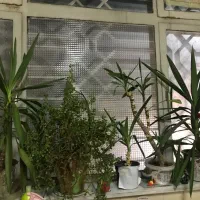 گلدان یوکا فیکوس برگ انجیری خرفه به دلیل مهاجرت