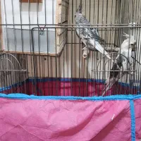 جفت عروس هلندی مولد وایت فیس ابلغ و ایزابلا|پرنده|اسلام‌شهر, شهرک مصطفی خمینی|دیوار