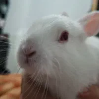 خرگوش|موش و خرگوش|قم, شاد قلی|دیوار