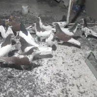 ۱۴کفترشهری پرشی|پرنده|سیمکان, |دیوار