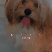 سگ پشمالو شیتزو