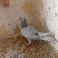 نروماده باجوجه