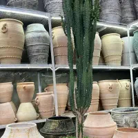 انواع افوربیا نمونه های خاص