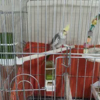 عروس هلندی همراه با وسایل کامل|پرنده|تهران, هفده شهریور|دیوار