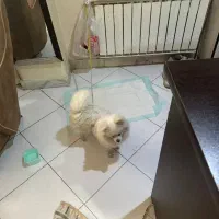 سگ پامر خرسی