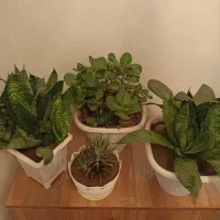 گل سانسوریا قاشقی و هاورتیا|گل و گیاه طبیعی|سهند, |دیوار