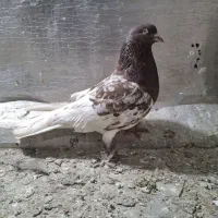 کبوتر کله قرمز نر گرفتنی