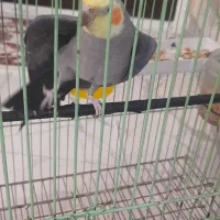 عروس هلندی نر