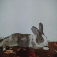 خرگوش نژاد دار