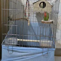 طوطی برزیلی