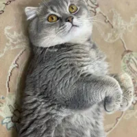 گربه اسکاتیش