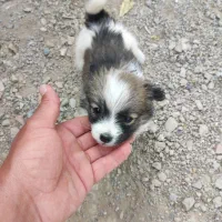 توله پاکوتاه|سگ|شیروان (خراسان), |دیوار