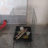 قفس کاسکو و عروس هلندی