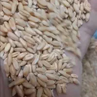 گندم