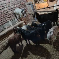 بزغاله|حیوانات مزرعه|ملکان, |دیوار