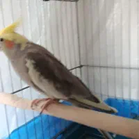 عروس هلندی یک جفت|پرنده|ارومیه, |دیوار