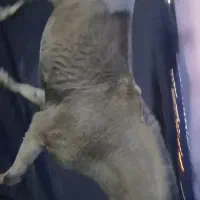 اسب نریان|اسب و تجهیزات اسب‌سواری|بیرجند, |دیوار