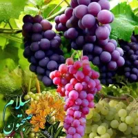 دفتر.خدماتی.یاس.