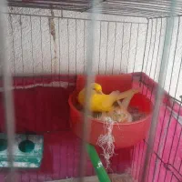 جفت قناری روتخم