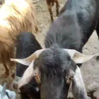فروش یک راس کهره پازن مست وچاق