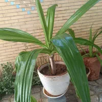 گل های ذرتی بزرگ|گل و گیاه طبیعی|شیراز, شهرک والفجر|دیوار