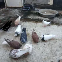 کفتر