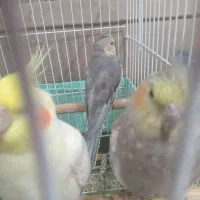 عروس هلندی نرو ماده و بچه ۷ ماهه