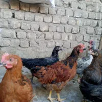 نوچه و جوجه خروس