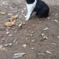 خرگوش زیبا و سالم|موش و خرگوش|آبدانان, |دیوار