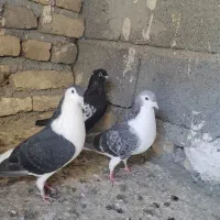 سه تا رنگه نر|پرنده|چناران, |دیوار