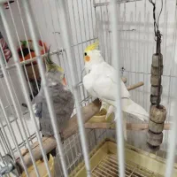 یک جفت عروس هلندی نر و ماده