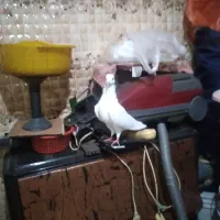 دو تا کفتر تهرانی|پرنده|کرج, شهرک اوج|دیوار