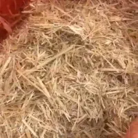 مرودشت|حیوانات مزرعه|مرودشت, مجد آباد|دیوار