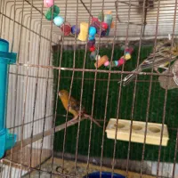 قناری مولد سبز|پرنده|محمدیه-قزوین, |دیوار