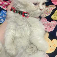 گمشده