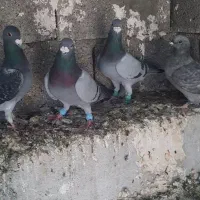 کبوتر پرشی|پرنده|کوهمره, |دیوار