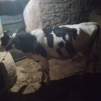 گوساله‌هلشتاین|حیوانات مزرعه|کلاترزان, |دیوار