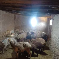 هفت راس میش،بره دار